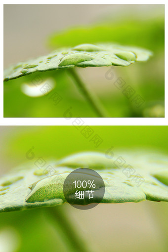 清新绿色植物露水特写摄影图图片