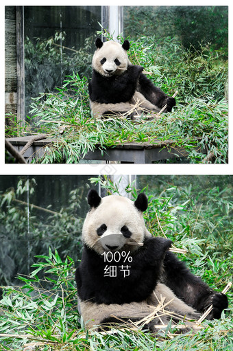 清新四川大熊猫基地熊猫图片