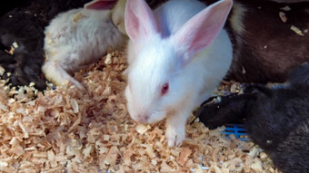 可爱动物小白兔