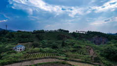 绿色茶园茶叶种植基地航拍