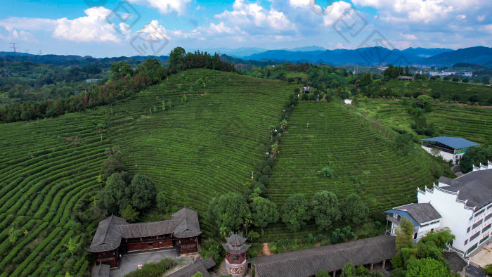 绿色茶园茶叶种植基地航拍图片-包图网企业站