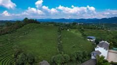 绿色茶园茶叶种植基地航拍