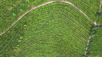 绿色茶园<strong>茶叶</strong>种植基地航拍