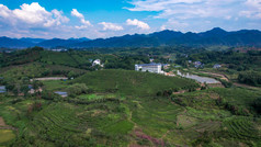 绿色茶园茶叶种植基地航拍