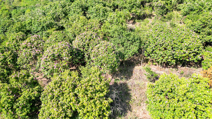 满山遍野野生山茶花盛开航拍