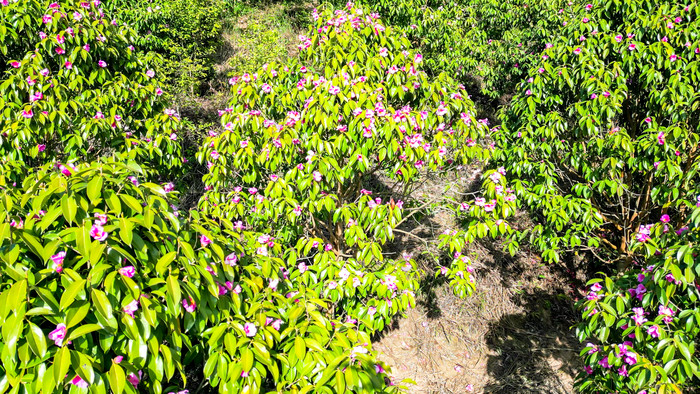 满山遍野野生山茶花盛开航拍