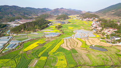 美丽乡村农业种植油菜花农作物航拍