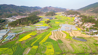 美丽乡村农业种植<strong>油菜花</strong>农作物航拍