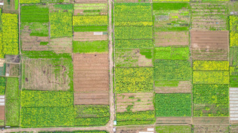 美丽乡村田园<strong>油菜花</strong>种植航拍