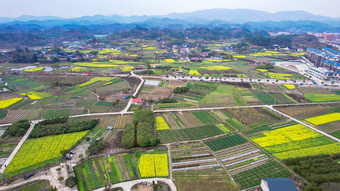 美丽乡村田园<strong>油菜花</strong>种植航拍