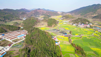 南方美丽乡村田园<strong>油菜花</strong>种植航拍