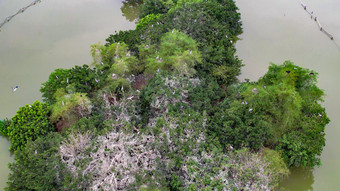 鸟群鸟岛惠州<strong>西湖航拍</strong>