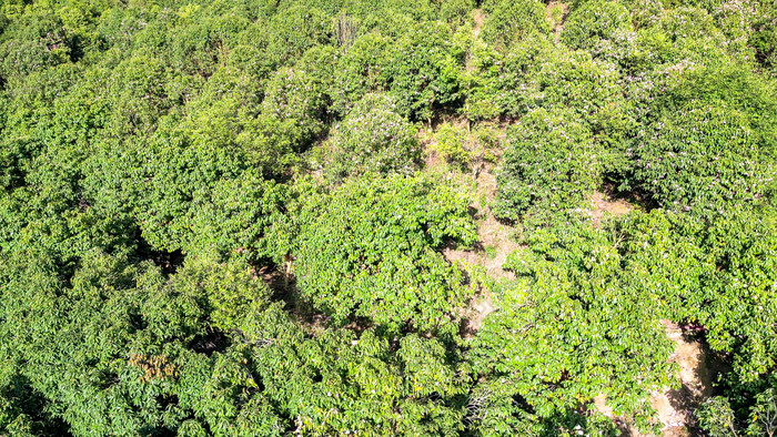 农业种植茶树茶花种植基地航拍