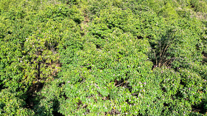 农业种植茶树茶花种植基地航拍