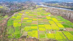 农业种植农田油菜花农作物航拍