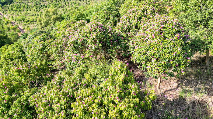 森林山茶花盛开航拍