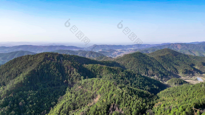 森林山茶花盛开航拍