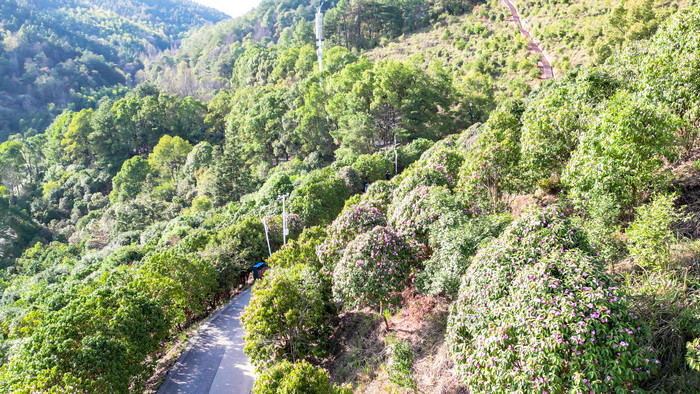 森林山茶花盛开航拍