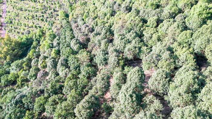 森林山茶花盛开航拍