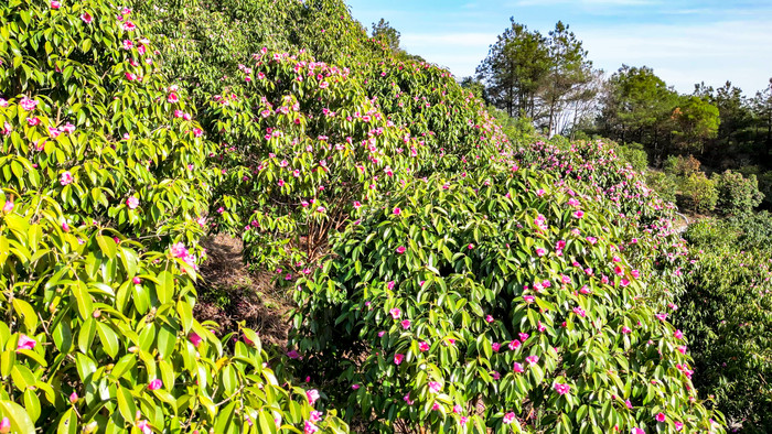 森林山茶花盛开航拍