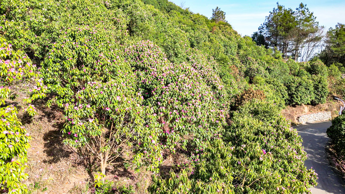 森林山茶花盛开航拍