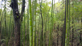 山中植物小路