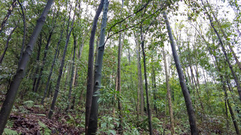 山中植物小路