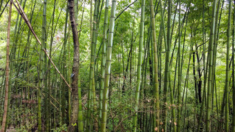 山中植物小路