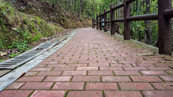 山中植物小路