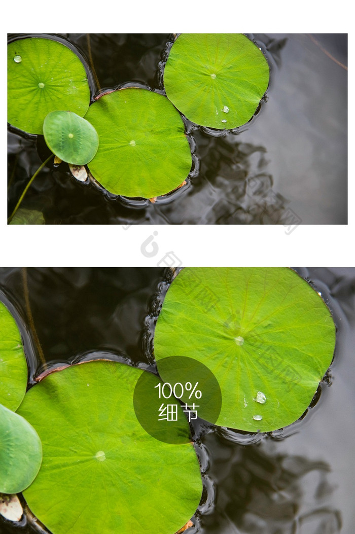 绿色清新荷叶水滴摄影图图片图片