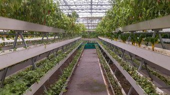 现代农业大棚蔬菜种植基地