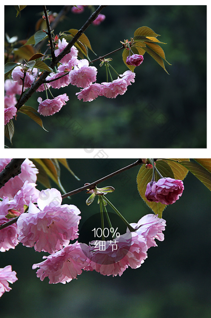 春天冷调背景花朵枝头摄影图片