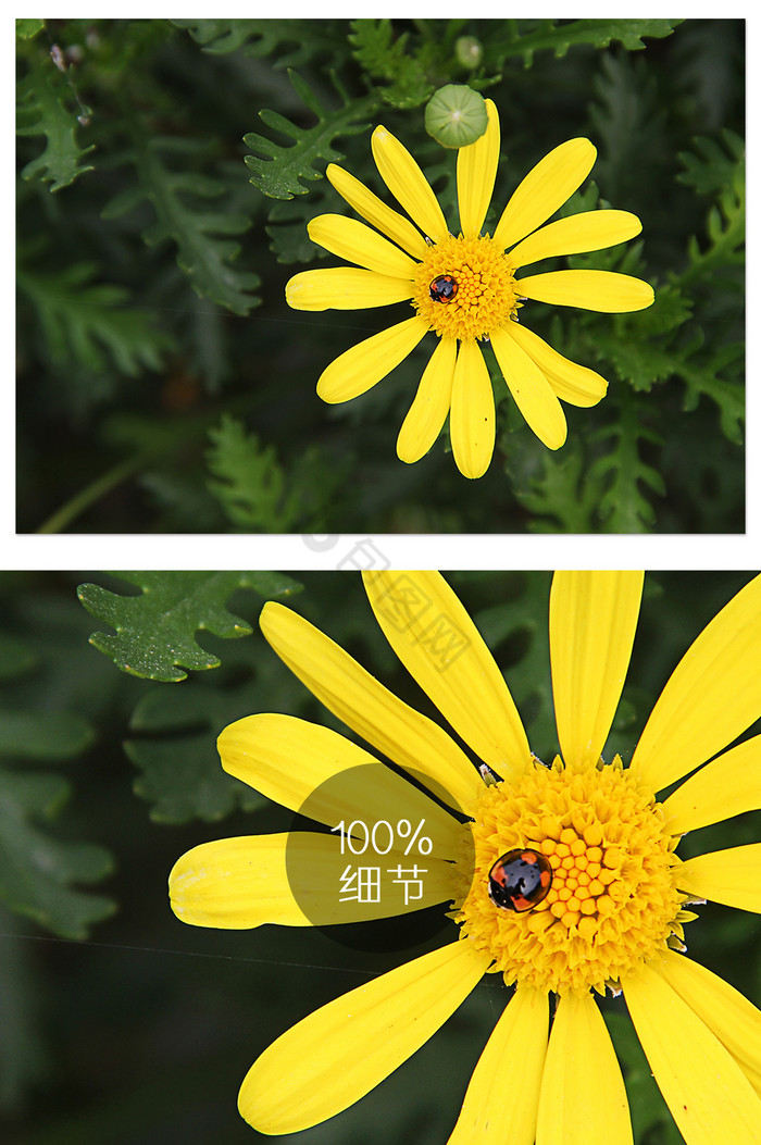 黄色花朵上瓢虫特写摄影图片