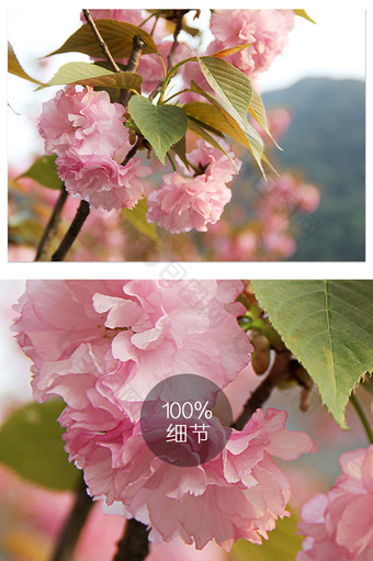 春天清新粉色花朵红花绿叶摄影图片