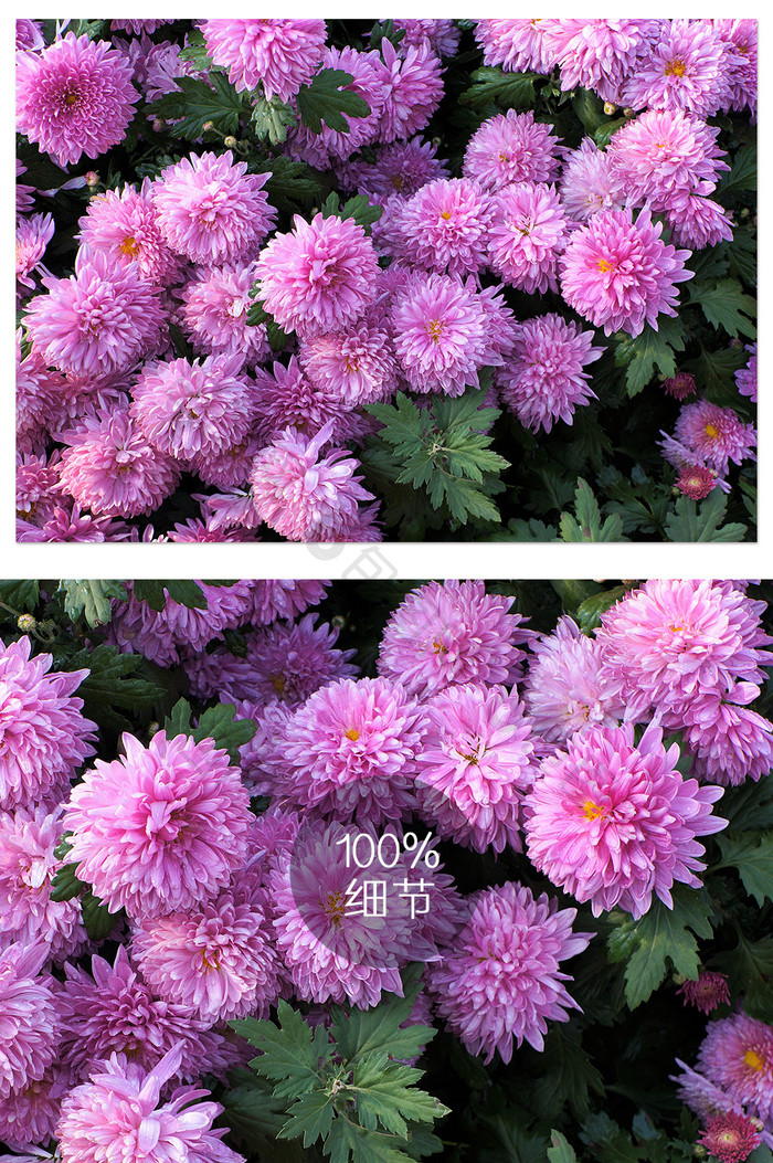 清新粉红色菊花摄影图片