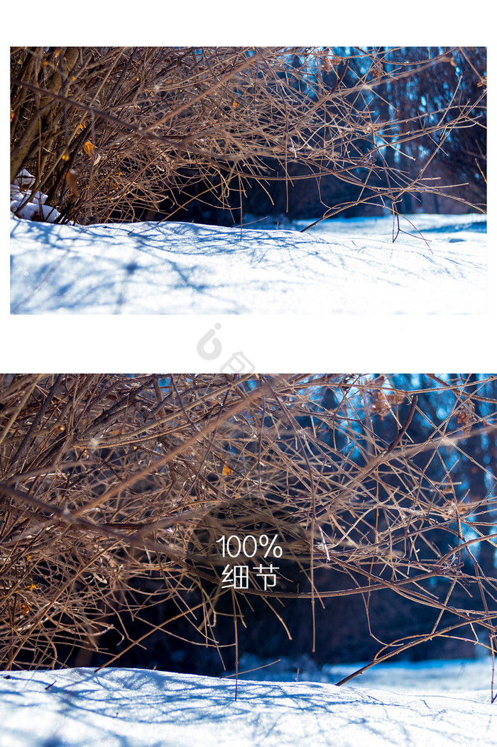 冷色调雪天树枝摄影图图片