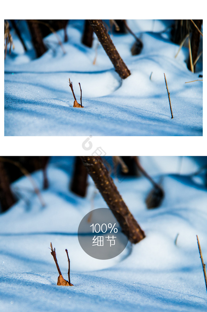 冷色调雪地树枝摄影图图片