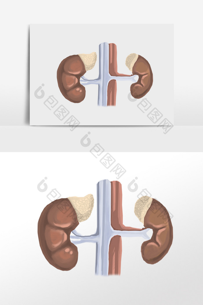 手绘人体器官肾脏插画