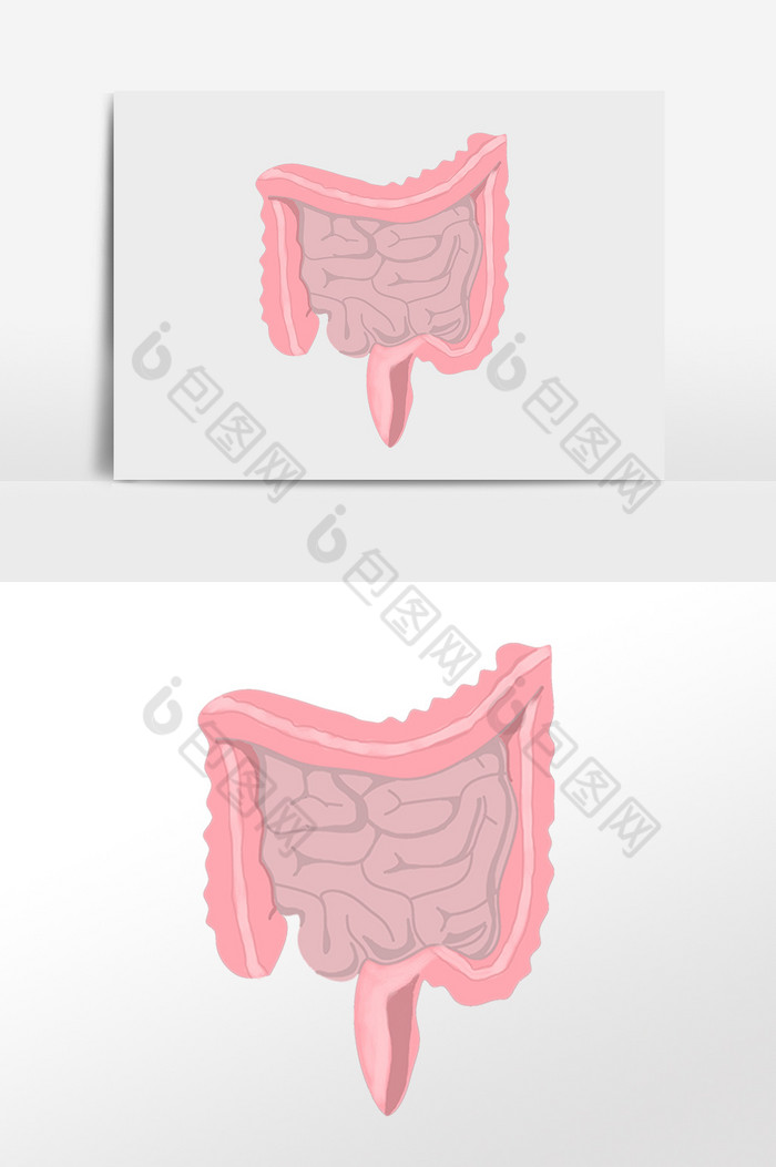 人体器官小肠插画图片图片