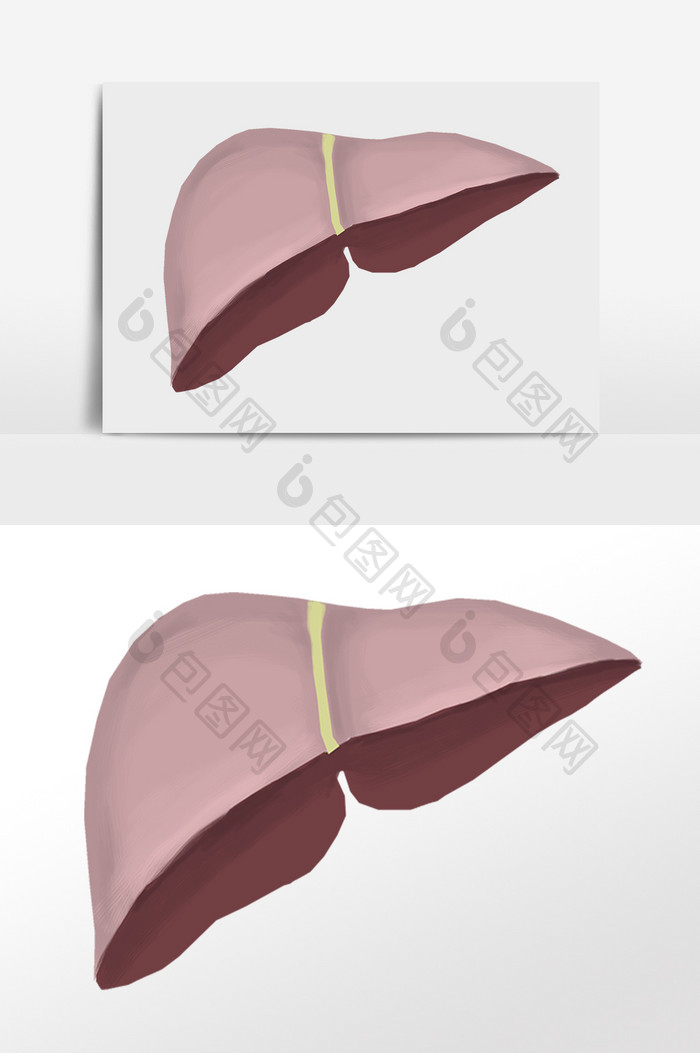 手绘人体器官肝脏插画