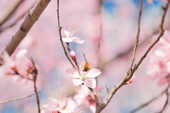 春天在盛开的桃<strong>花</strong>上忙碌的蜜蜂