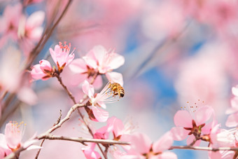 春天在盛开的桃花上忙碌的蜜蜂