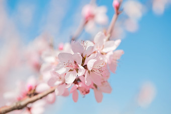 春天户外盛开的桃<strong>花</strong>