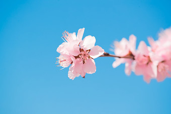 春天户外盛开的桃<strong>花</strong>