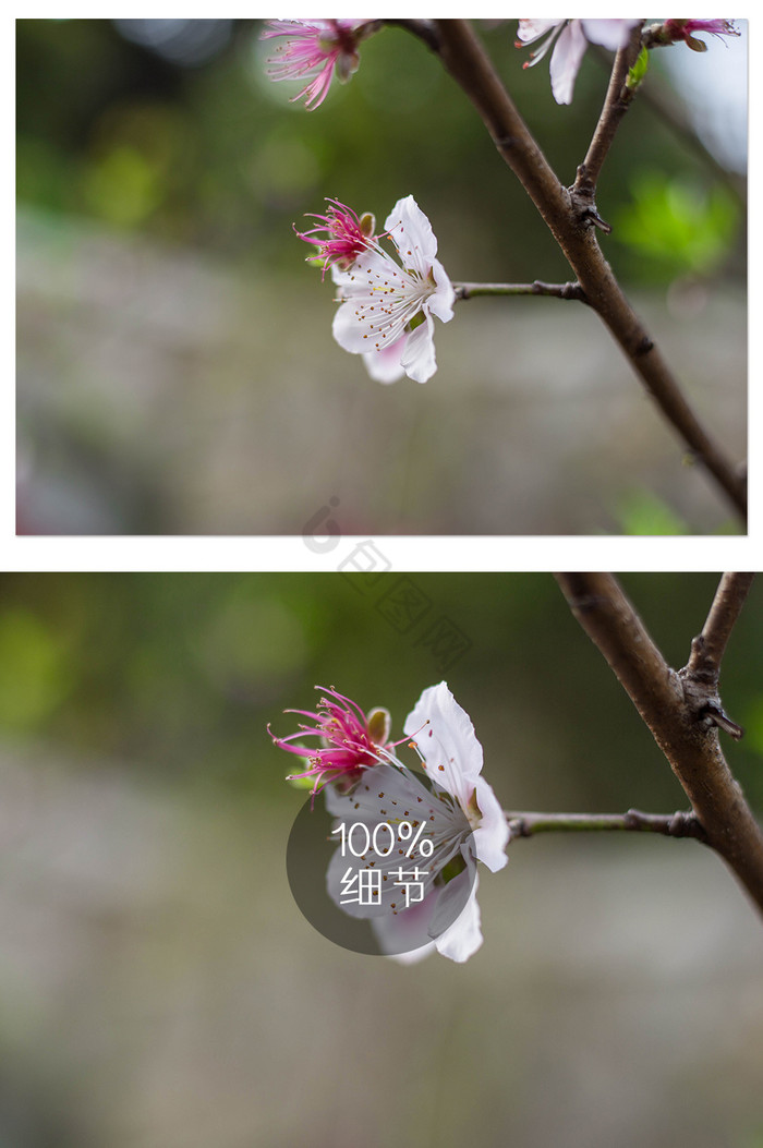 小清新春天桃花花朵图片