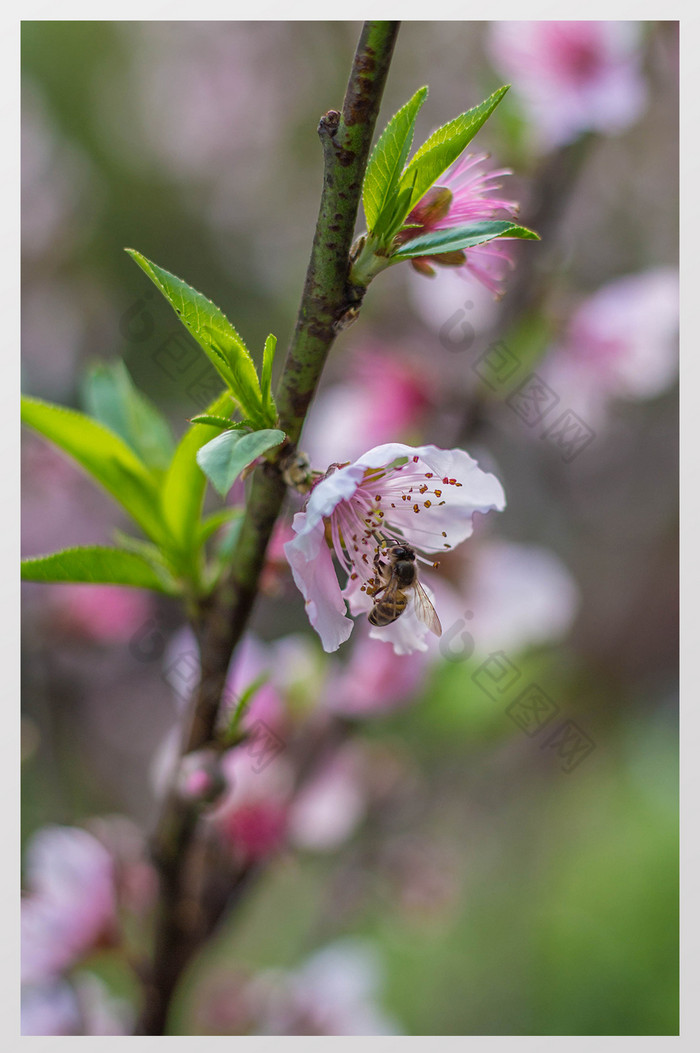 桃花蜜蜂摄影图片图片