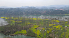 航拍春天乡村田园油菜花