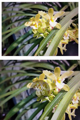 清新黄色兰花盆栽植物摄影图片