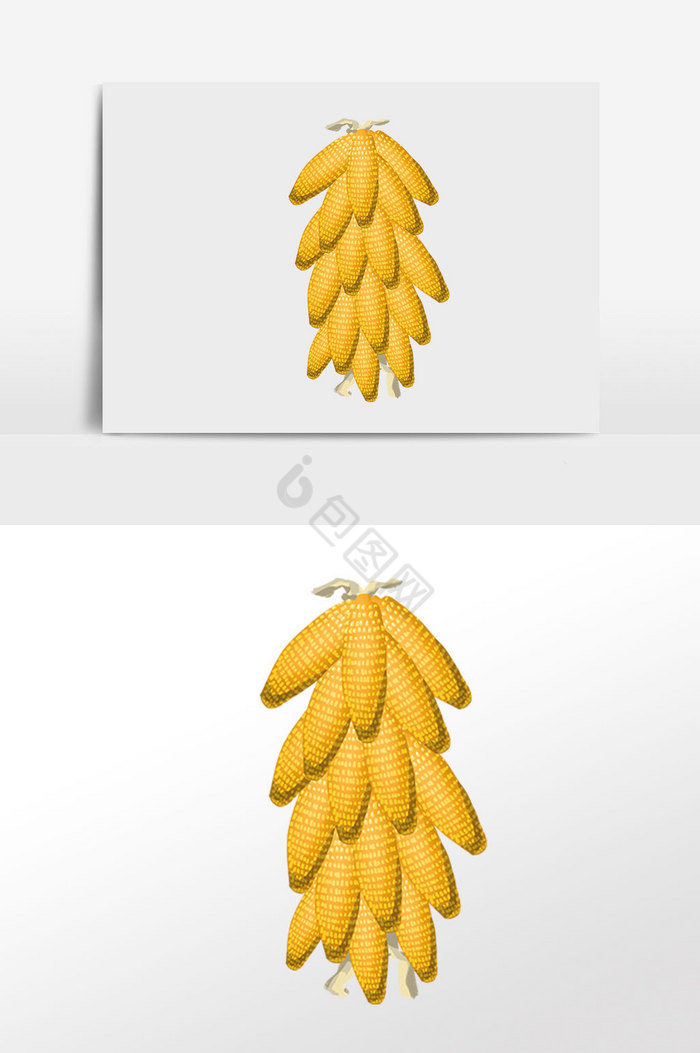 一大串玉米粮食插画图片