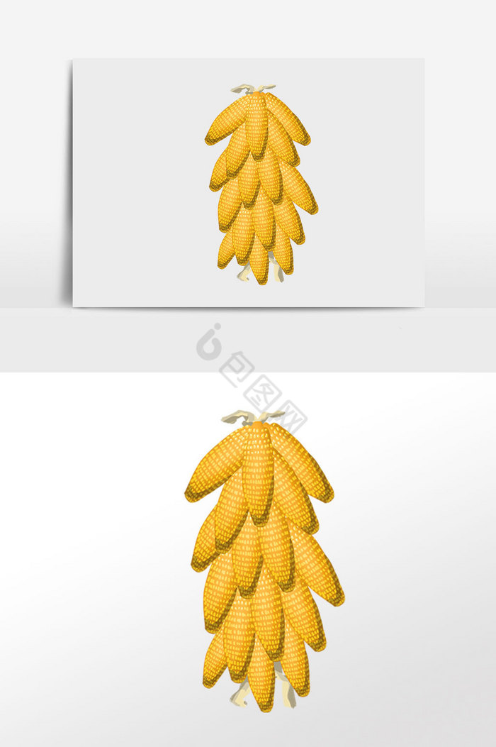 一大串玉米粮食插画